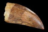 Serrated, Carcharodontosaurus Tooth - Robust Tooth #99794-1